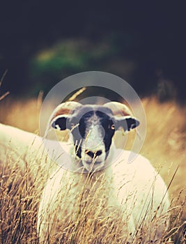 Sheep In The Long Grass