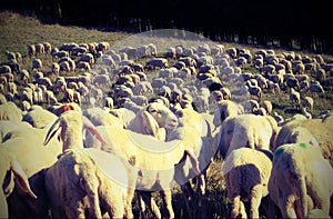 Flock of sheep with old vintage effect