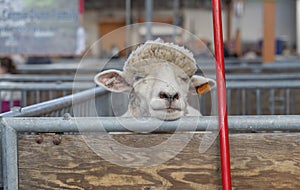 Sheep looking bored at the Pa. Farm Show in Harrisburg
