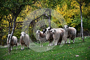 Sheep looking at the camera