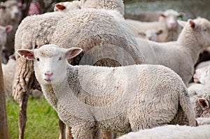 Sheep looking at the camera.