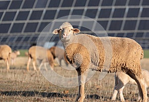 Sheep looking at camera by day in the field with solar panels