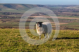 A sheep looking at the camera, on Firle Beacon in the South Downs
