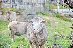 Sheep looking, A close up photo of a sheep s head. Close Up of a Sheep