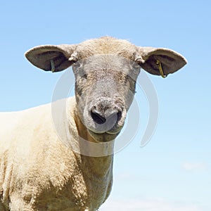 Portrait of a Sheep