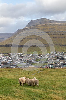 Sheep looking at KlaksvÃ­k, the Faroe Islands