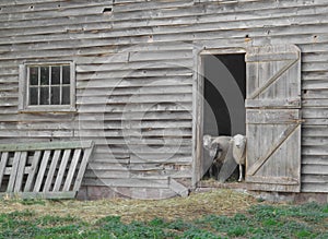 Sheep looking out an old barn door.