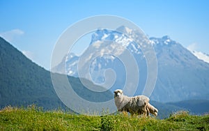 Sheep looking to camera