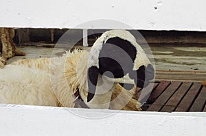 Sheep looking through a white fence