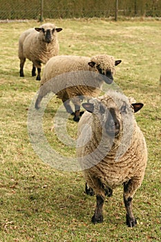 Sheep looking at you
