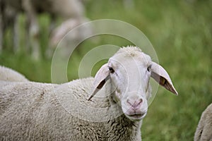Sheep looking at you