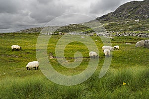 Sheep with a lot of wool grazing on a hillside in Ireland