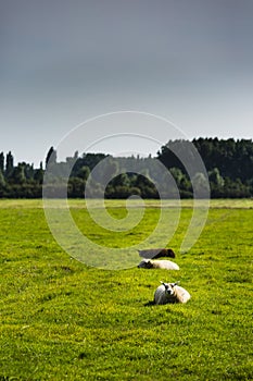 Sheep lying in the grass photo