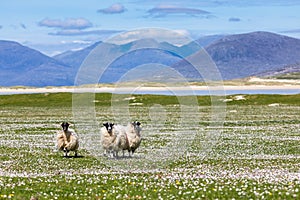 Sheep on the machair wild flowers with the mountains of Harris