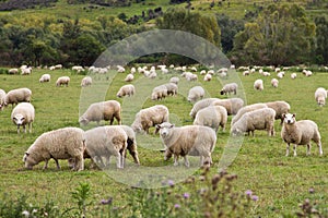 Sheep in a maddow