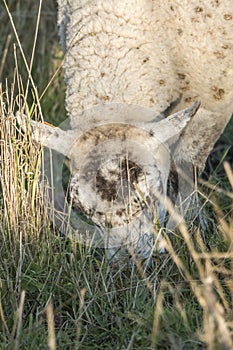 Sheep maintain the dikes in Belgium