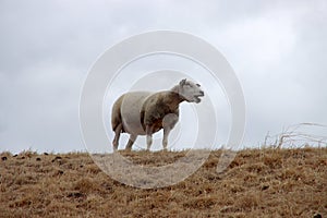 Sheep is making noise on a dike in the Netherlands