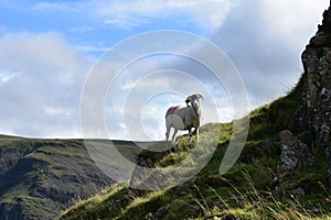 Sheep making sure Amlyd is okay