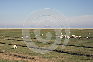 Sheep on Mando Island photo