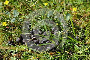 Sheep poop in Norway photo