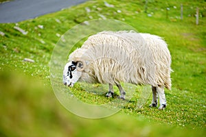 Sheep marked with colorful dye grazing in green pastures. Adult sheep and baby lambs feeding in green meadows of Ireland