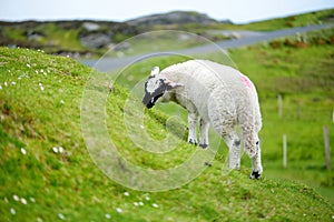 Sheep marked with colorful dye grazing in green pastures. Adult sheep and baby lambs feeding in green meadows of Ireland