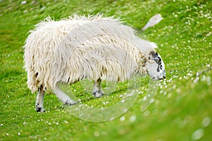 Sheep marked with colorful dye grazing in green pastures. Adult sheep and baby lambs feeding in green meadows of Ireland