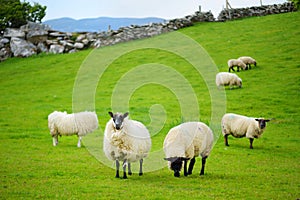 Sheep marked with colorful dye grazing in green pastures. Adult sheep and baby lambs feeding in green meadows of Ireland