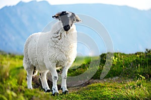 Sheep marked with colorful dye grazing in green pastures. Adult sheep and baby lambs feeding in green meadows of Ireland