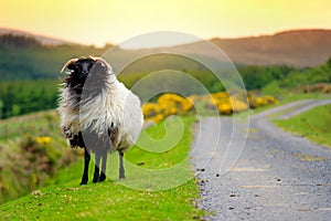 Sheep marked with colorful dye grazing in green pastures. Adult sheep and baby lambs feeding in green meadows of Ireland