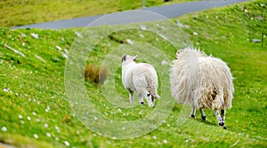Sheep marked with colorful dye grazing in green pastures. Adult sheep and baby lambs feeding in green meadows of Ireland