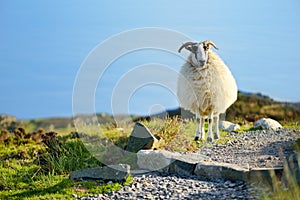 Sheep marked with colorful dye grazing in green pastures. Adult sheep and baby lambs feeding in green meadows of Ireland