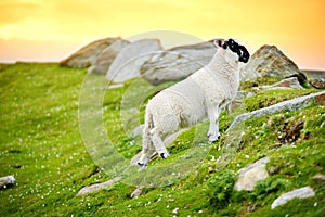 Sheep marked with colorful dye grazing in green pastures. Adult sheep and baby lambs feeding in green meadows of Ireland