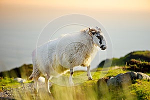 Sheep marked with colorful dye grazing in green pastures. Adult sheep and baby lambs feeding in green meadows of Ireland