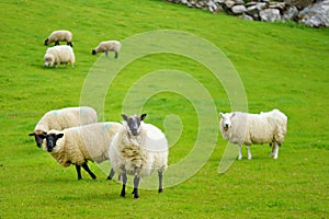 Sheep marked with colorful dye grazing in green pastures. Adult sheep and baby lambs feeding in green meadows of Ireland