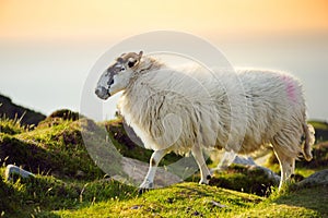 Sheep marked with colorful dye grazing in green pastures. Adult sheep and baby lambs feeding in green meadows of Ireland