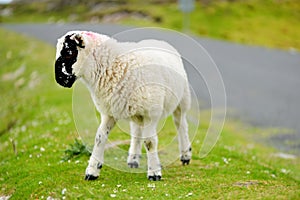 Sheep marked with colorful dye grazing in green pastures. Adult sheep and baby lambs feeding in green meadows of Ireland