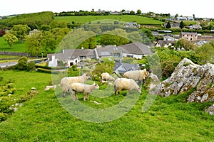 Sheep marked with colorful dye grazing in green pastures. Adult sheep and baby lambs feeding in green meadows of Ireland