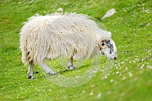 Sheep marked with colorful dye grazing in green pastures. Adult sheep and baby lambs feeding in green meadows of Ireland