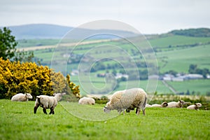 Sheep marked with colorful dye grazing in green pastures. Adult sheep and baby lambs feeding in green meadows of Ireland