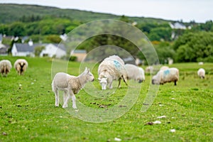 Sheep marked with colorful dye grazing in green pastures. Adult sheep and baby lambs feeding in green meadows of Ireland