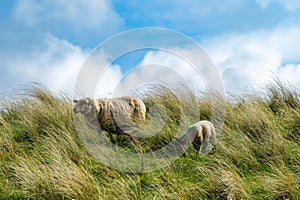 Sheep marked with colorful dye grazing in green pastures. Adult sheep and baby lambs feeding in green meadows of Ireland