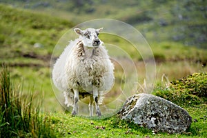 Sheep marked with colorful dye grazing in green pastures. Adult sheep and baby lambs feeding in green meadows of Ireland