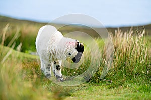 Sheep marked with colorful dye grazing in green pastures. Adult sheep and baby lambs feeding in green meadows of Ireland