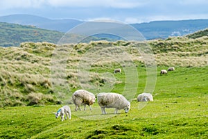 Sheep marked with colorful dye grazing in green pastures. Adult sheep and baby lambs feeding in green meadows of Ireland