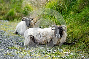 Sheep marked with colorful dye grazing in green pastures. Adult sheep and baby lambs feeding in green meadows of Ireland