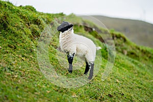 Sheep marked with colorful dye grazing in green pastures. Adult sheep and baby lambs feeding in green meadows of Ireland