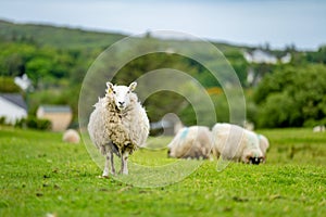 Sheep marked with colorful dye grazing in green pastures. Adult sheep and baby lambs feeding in green meadows of Ireland