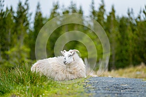 Sheep marked with colorful dye grazing in green pastures. Adult sheep and baby lambs feeding in green meadows of Ireland