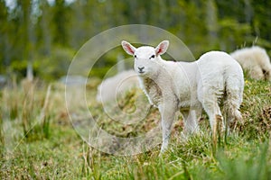 Sheep marked with colorful dye grazing in green pastures. Adult sheep and baby lambs feeding in green meadows of Ireland